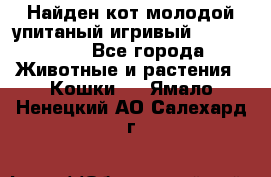 Найден кот,молодой упитаный игривый 12.03.2017 - Все города Животные и растения » Кошки   . Ямало-Ненецкий АО,Салехард г.